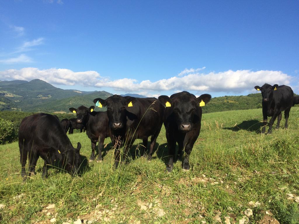 הוילה פייבה סנטו סטפנו Agriturismo Fontandrone מראה חיצוני תמונה